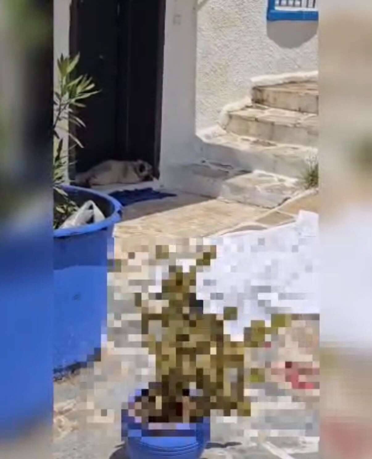 Bodrum'da Yürek Yakan Ölüm: Ekmek Almaya Çıktı, Kapısında Can Verdi, Köpeği Başından Ayrılmadı 1